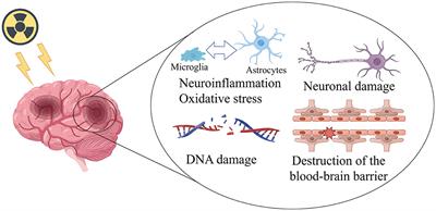 Bibliometric and visualization analysis of radiation brain injury from 2003 to 2023